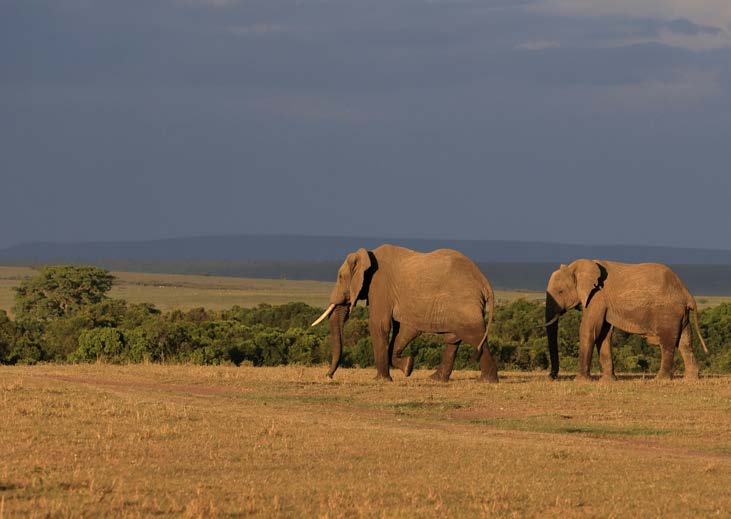 Maasai Mara Safari
