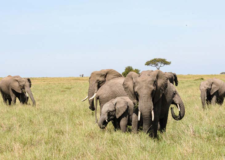 Amboseli & Kilimanjaro Views