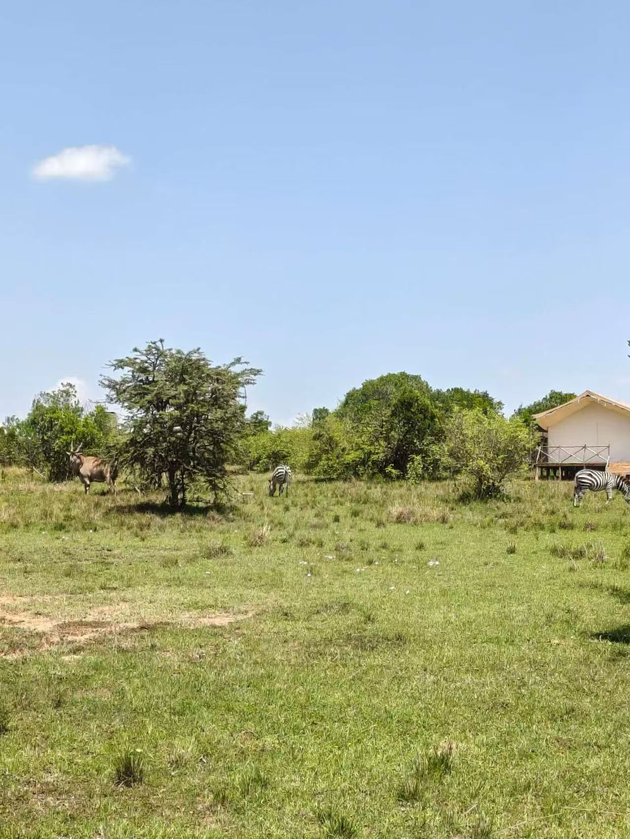 Wildlife grazing beside Veilscape Mara Camp tents