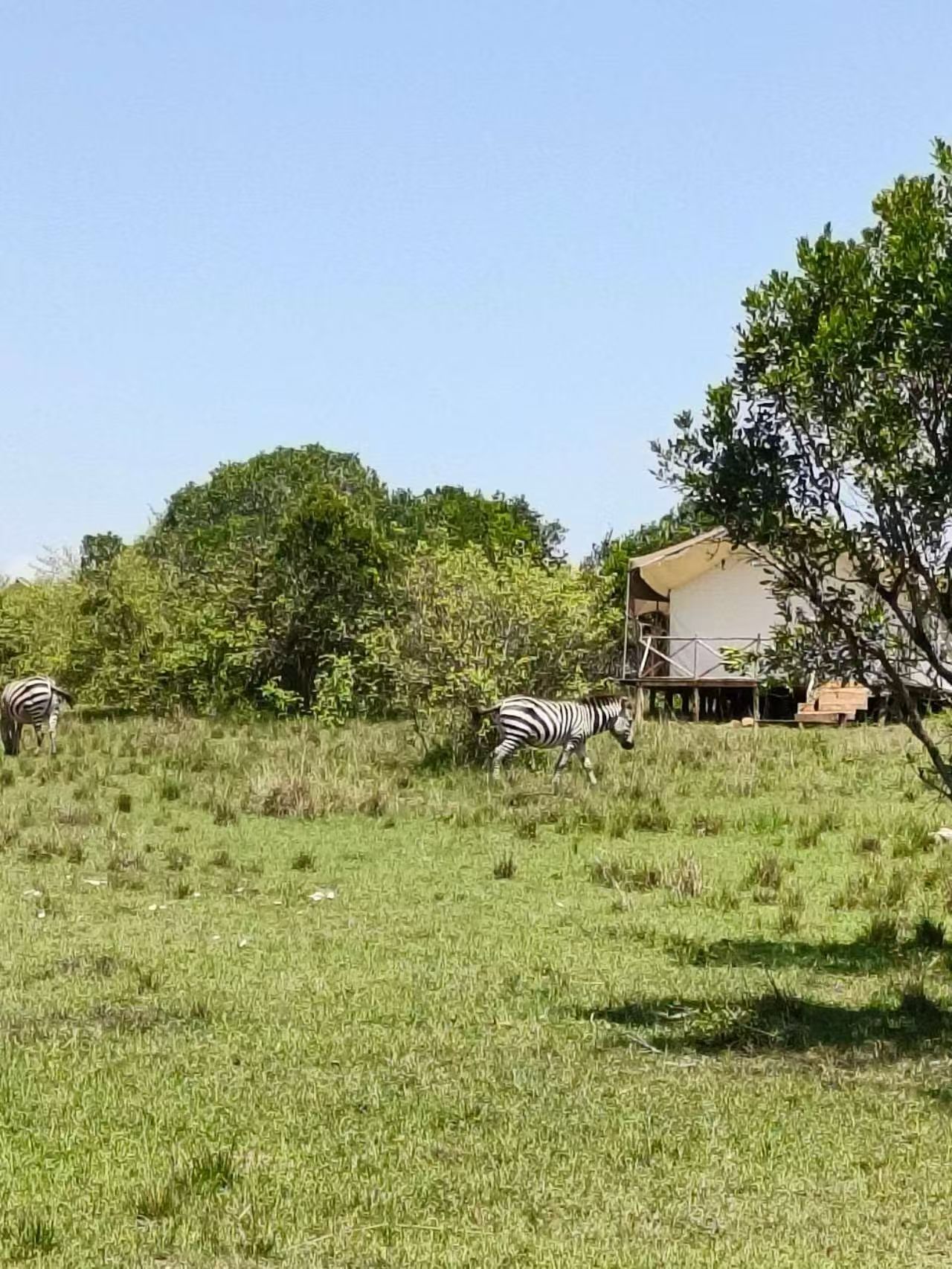 Zebra grazing beside the camp tent