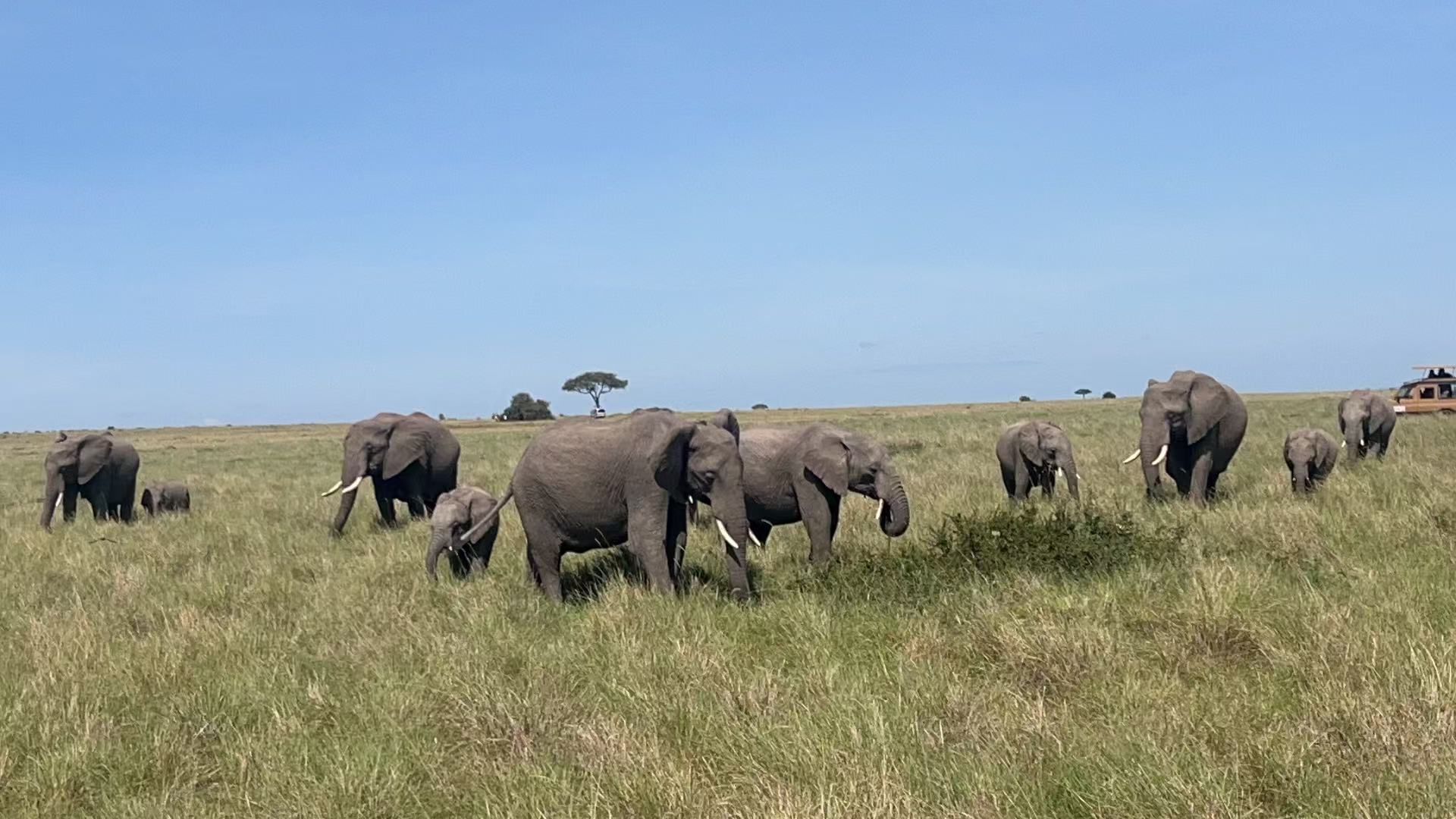 Elephants moving across open Mara grassland