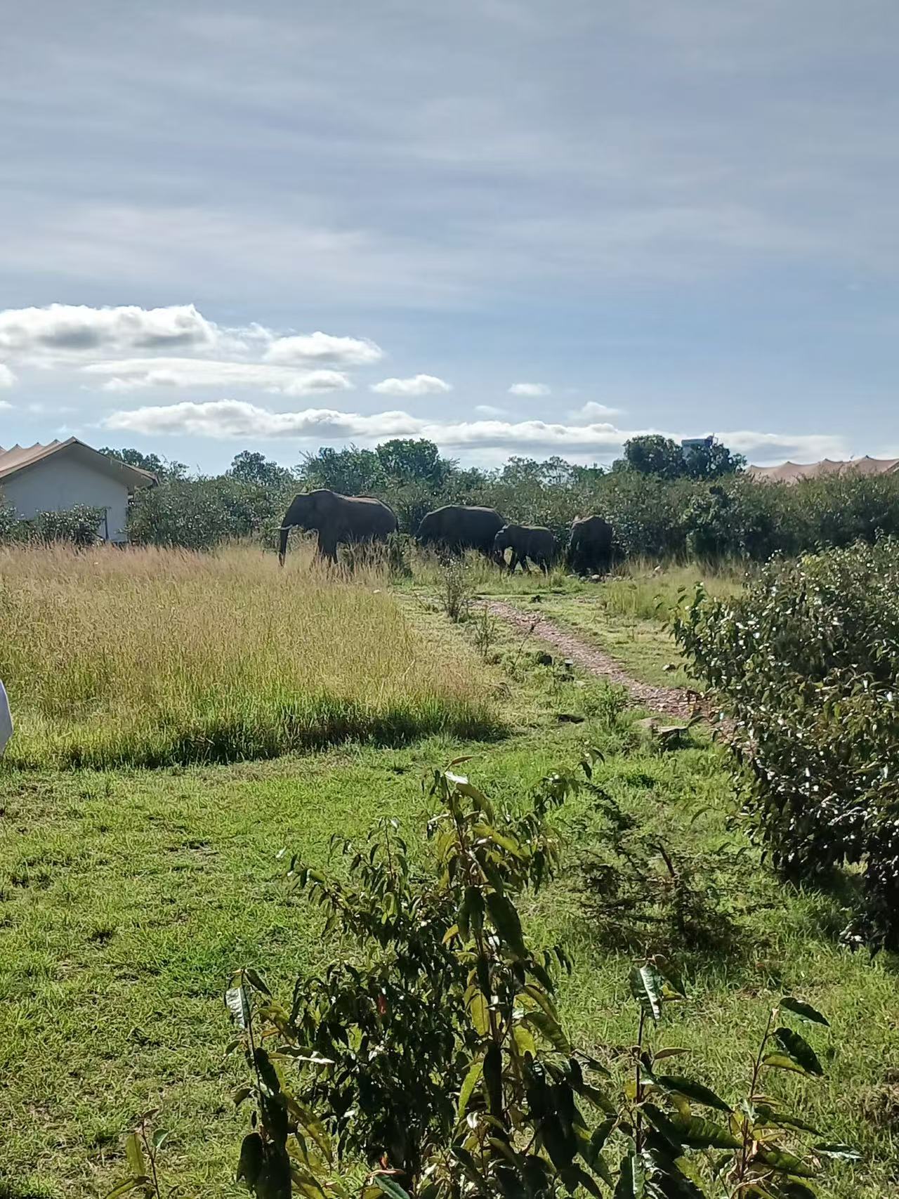 Elephant Path