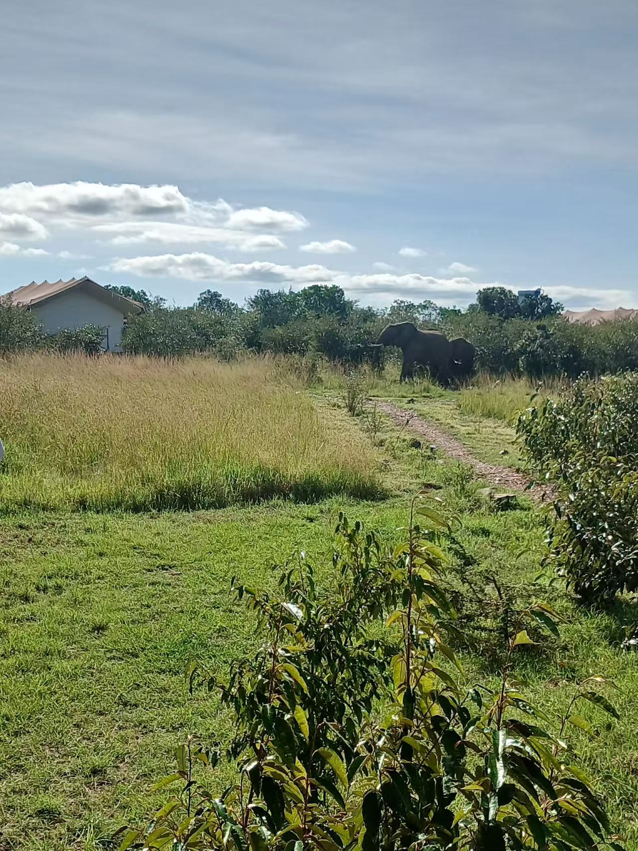Elephants walking near the camp paths