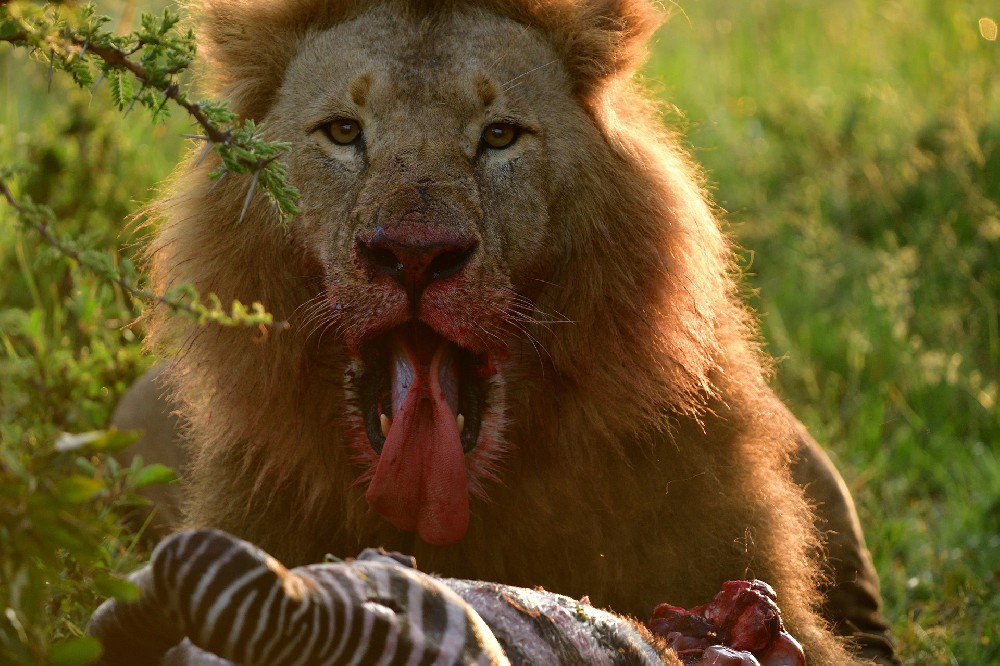 Veilscape’s Wild Horizons: 11-Day Kenya & Tanzania Safari Adventure