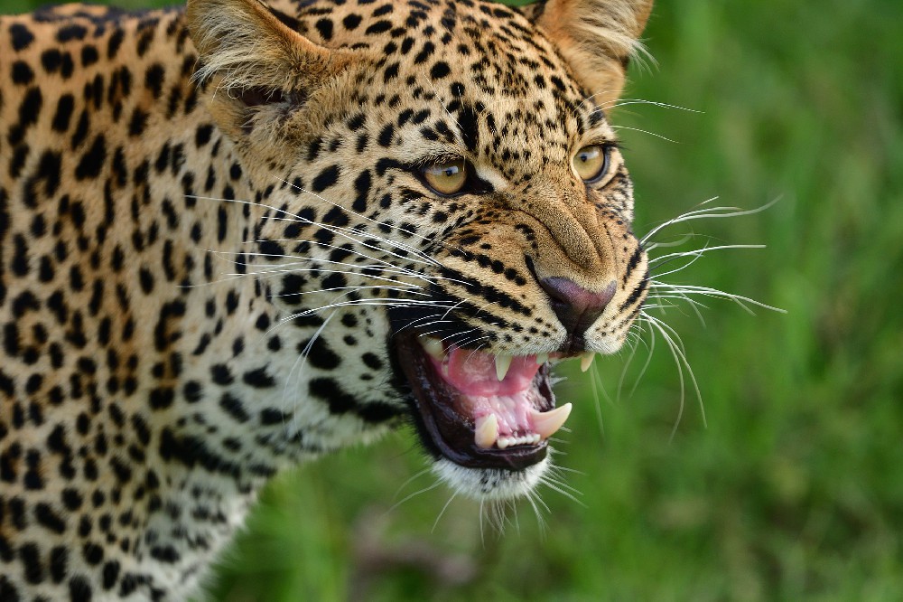 Veilscape's Wild Calling: 8-Day Luxury Kenya Safari Adventure
