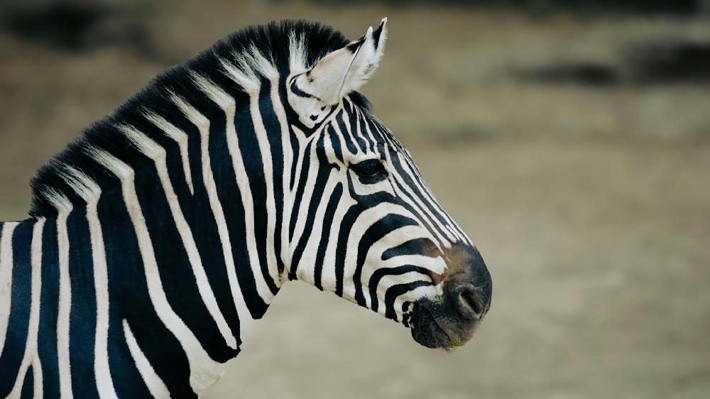 Veilscape’s Wild Whispers: 9-Day Luxury Kenya Safari