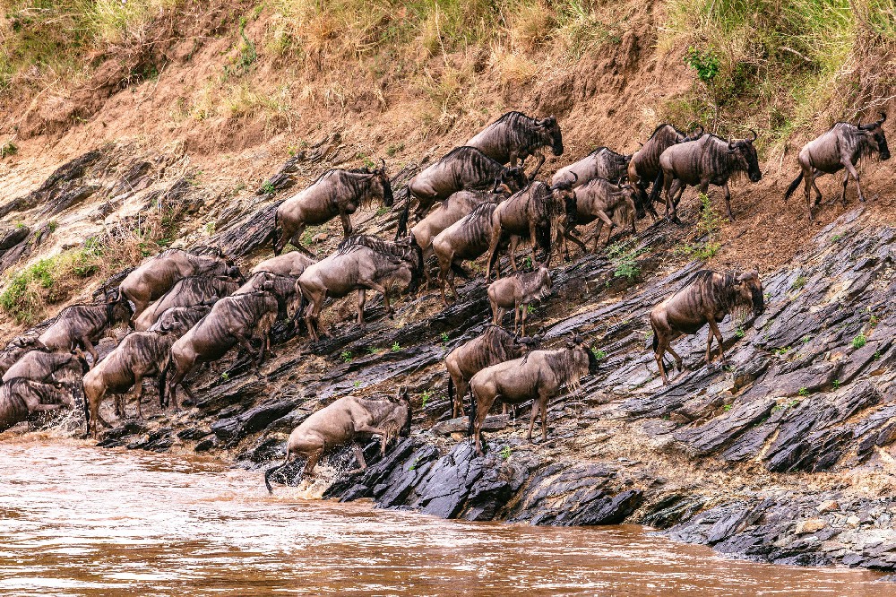 The River Crossing: The Great Migration of the Maasai Mara