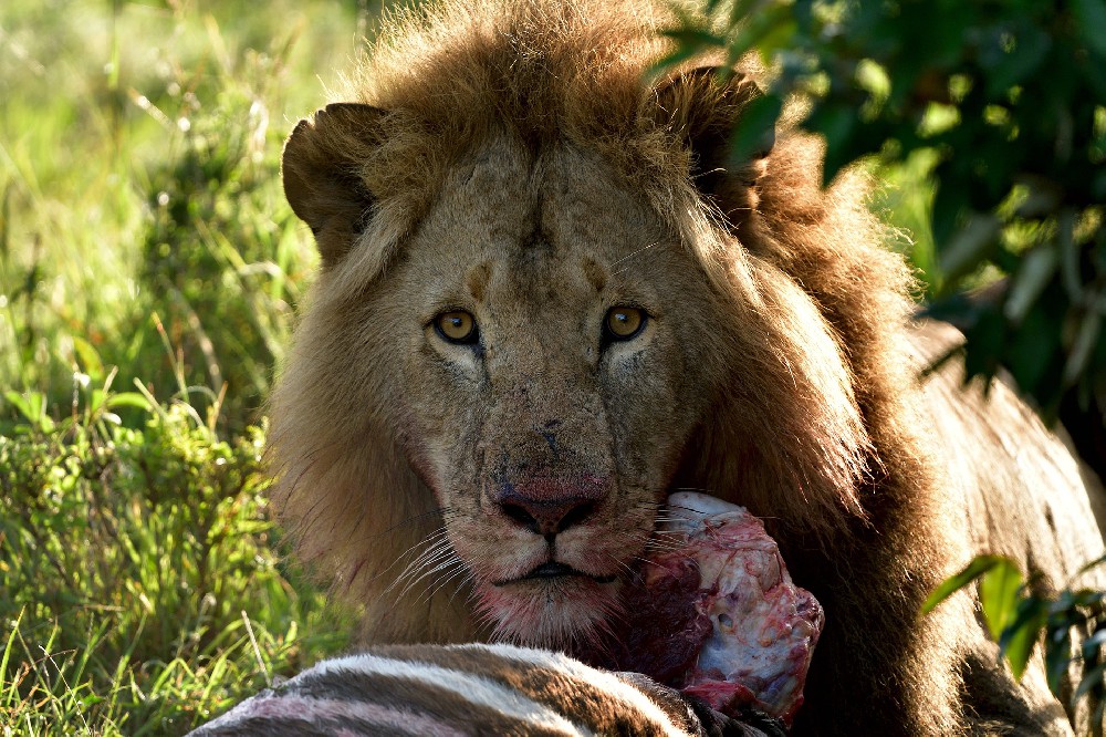 The Tale of the Mara Lions: Guardians of the Grasslands